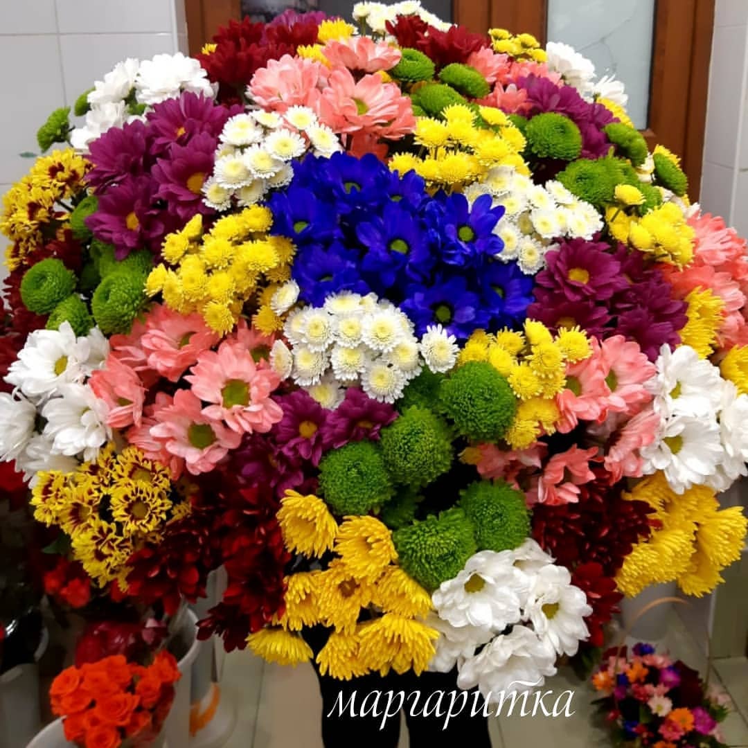 Хризантема 45 